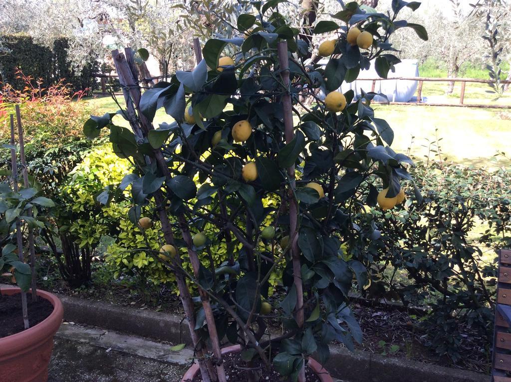 Tenuta Fagnani Lucca Cameră foto