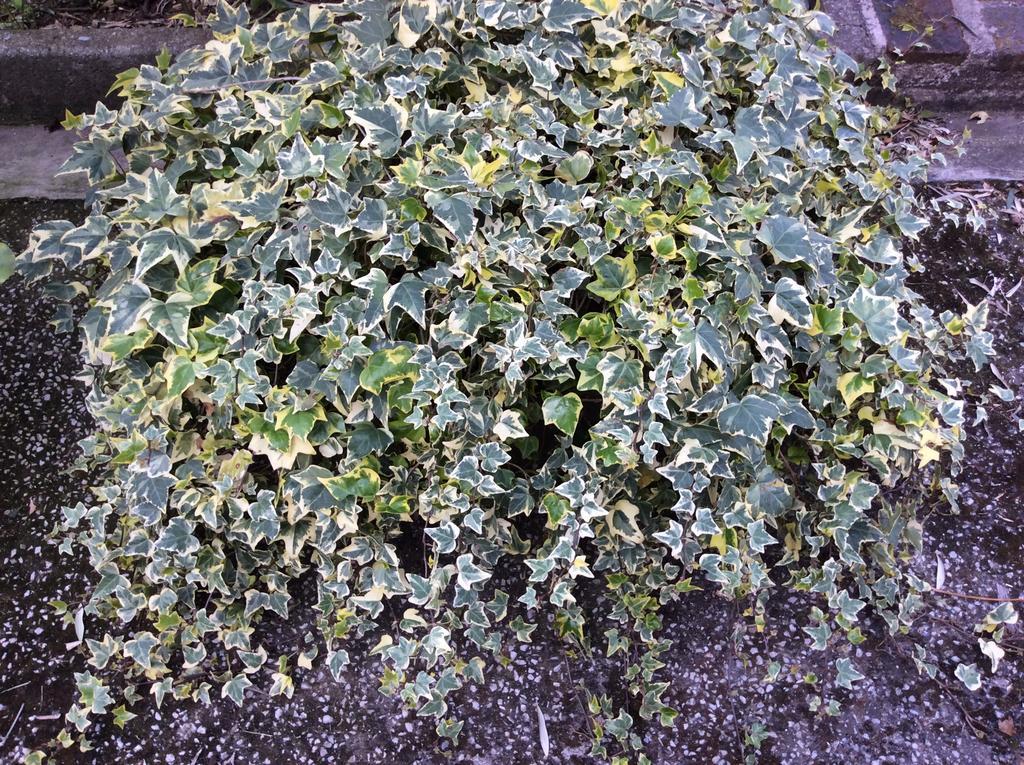 Tenuta Fagnani Lucca Cameră foto